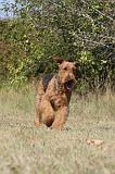 AIREDALE TERRIER 090